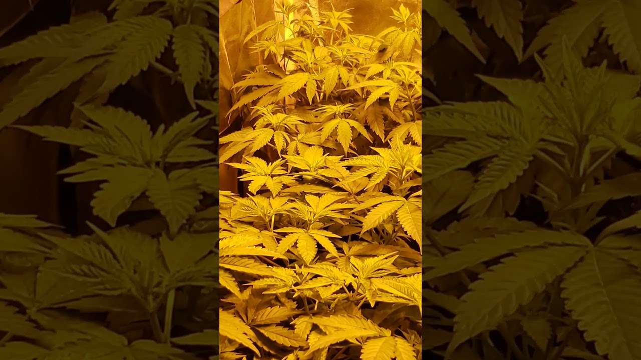 Day 5 of flower skunk hero ethos genetics