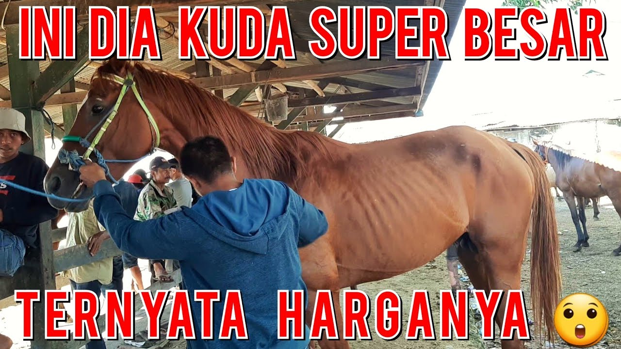 PASAR KUDA | REVIEW KUDA SUPER BESAR DI PASAR KUDA JENEPONTO | PASAR KUDA PART 77