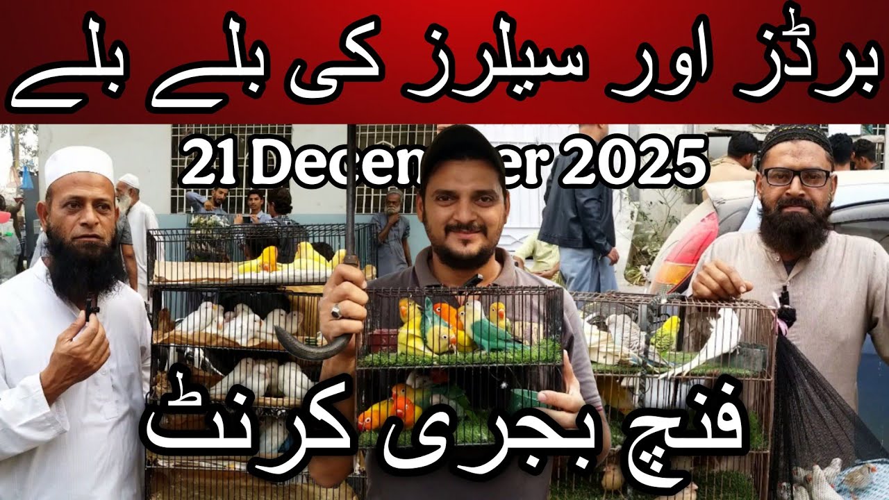 Lalukhet birds market part 1 21 December 2025 | Cheapest price birds market in Karachi Pakistan