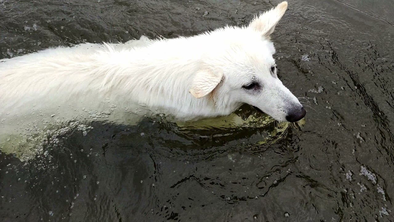 Biały owczarek szwajcarski Heidi 6 miesięcy.  White Swiss Shepherd 6 months.