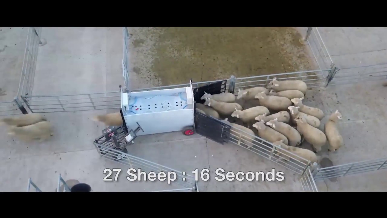Horsham Saleyards Sheep Flow