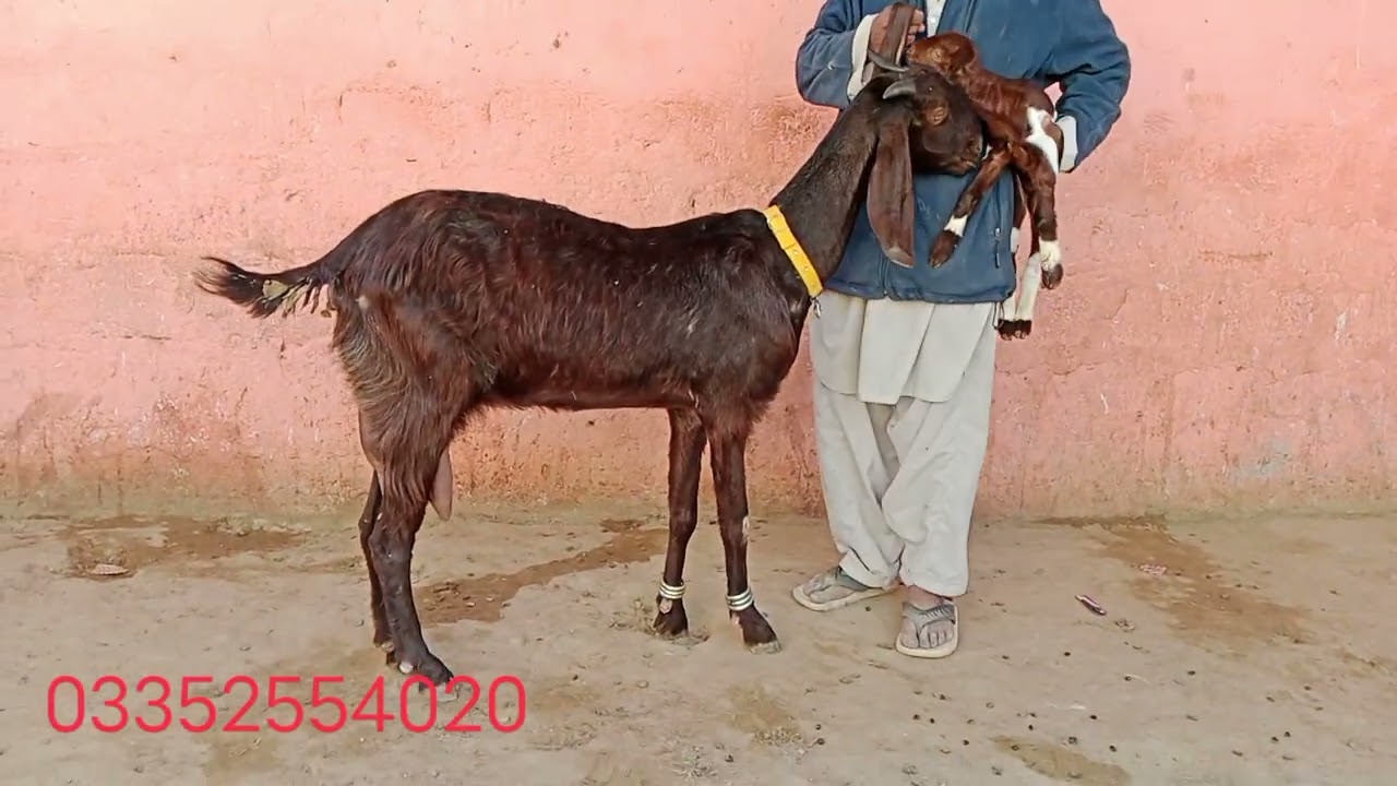 Amir goat farm 13-1-2026