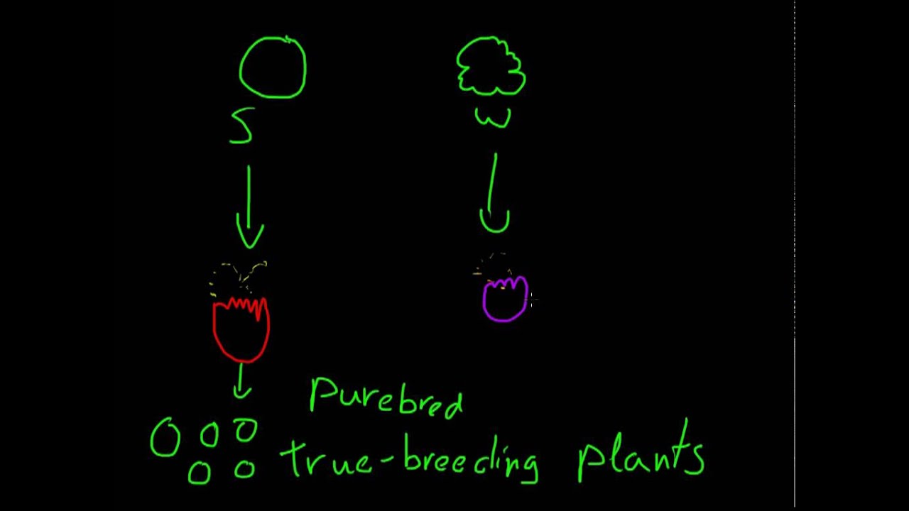 2. True-breeding and Monohybrids