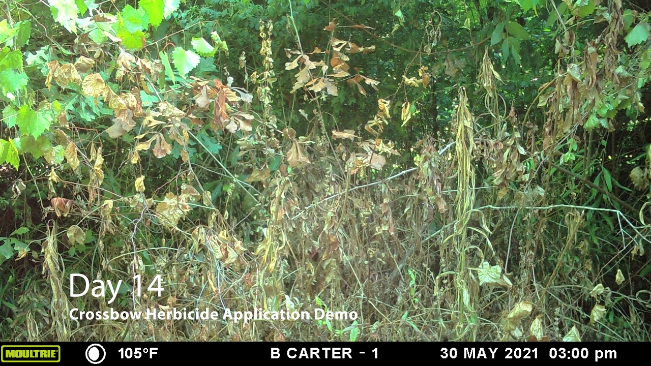 Crossbow Herbicide Timelapse Video