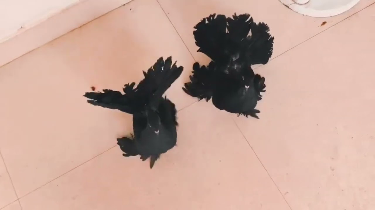 Best fancy pegion sale in India #pigeon #sale #youtube #birds 