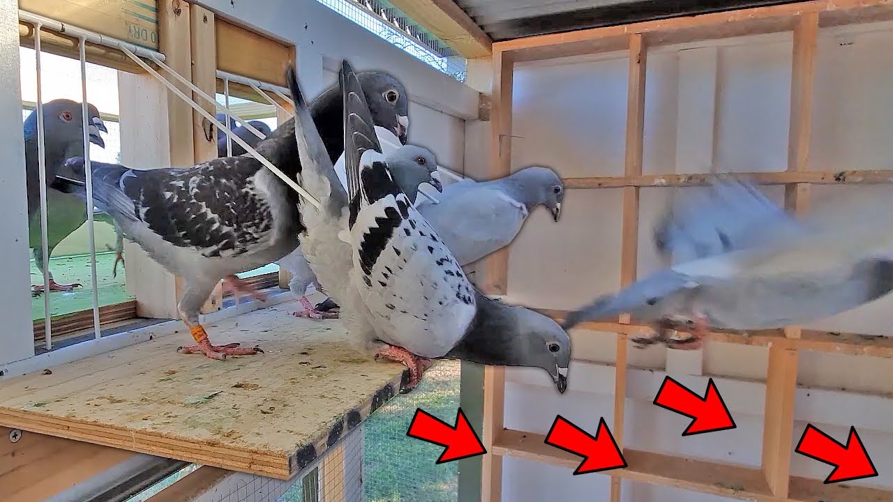 SUPER FAST PIGEON TRAPPING