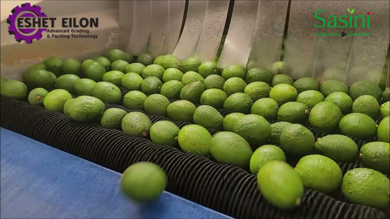 Avocado sorting and packing equipment 4 lanes