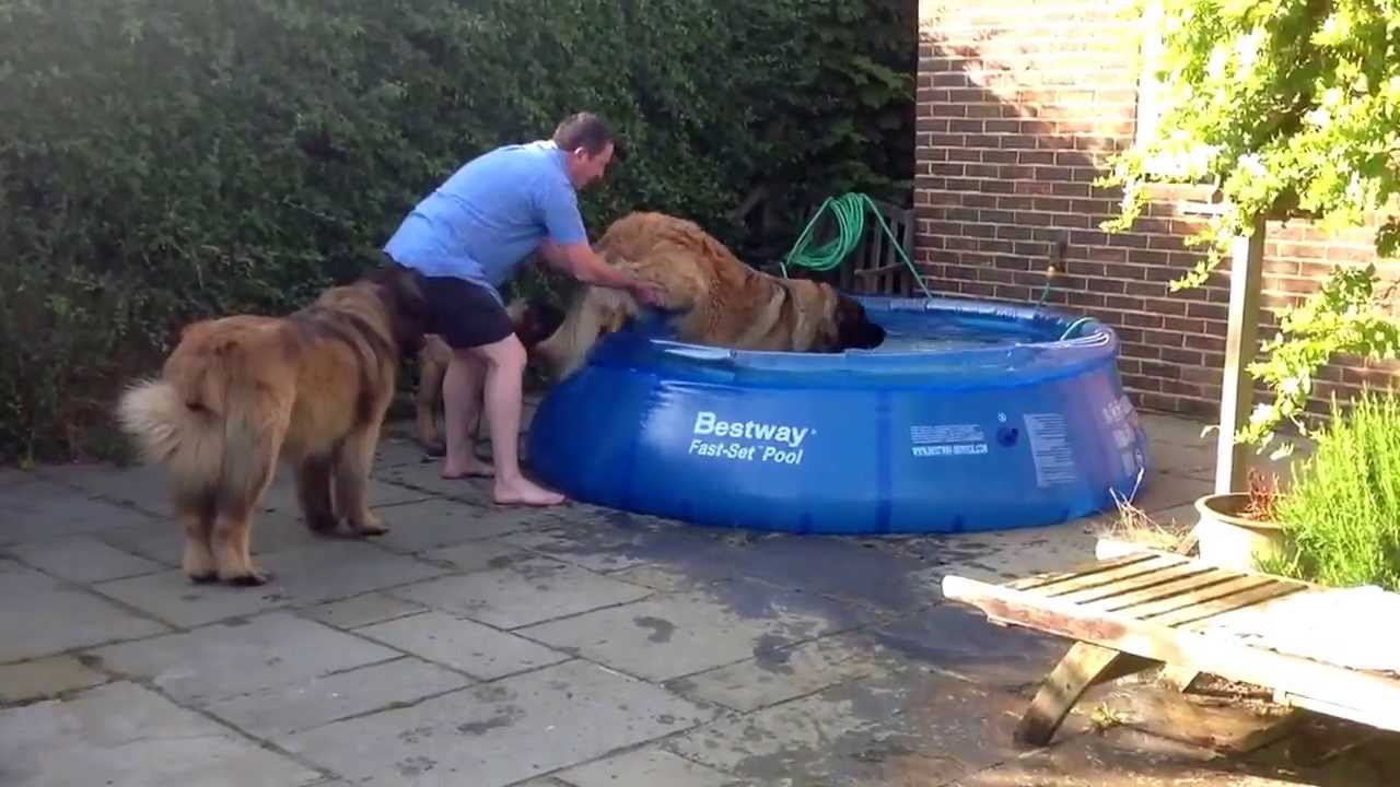 Leonberger's go for a swim