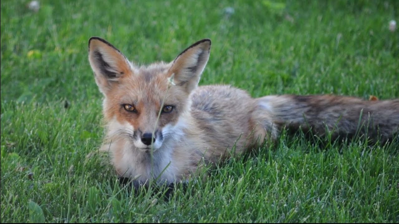 Mother Fox and Pups Enjoying Evening Exersise