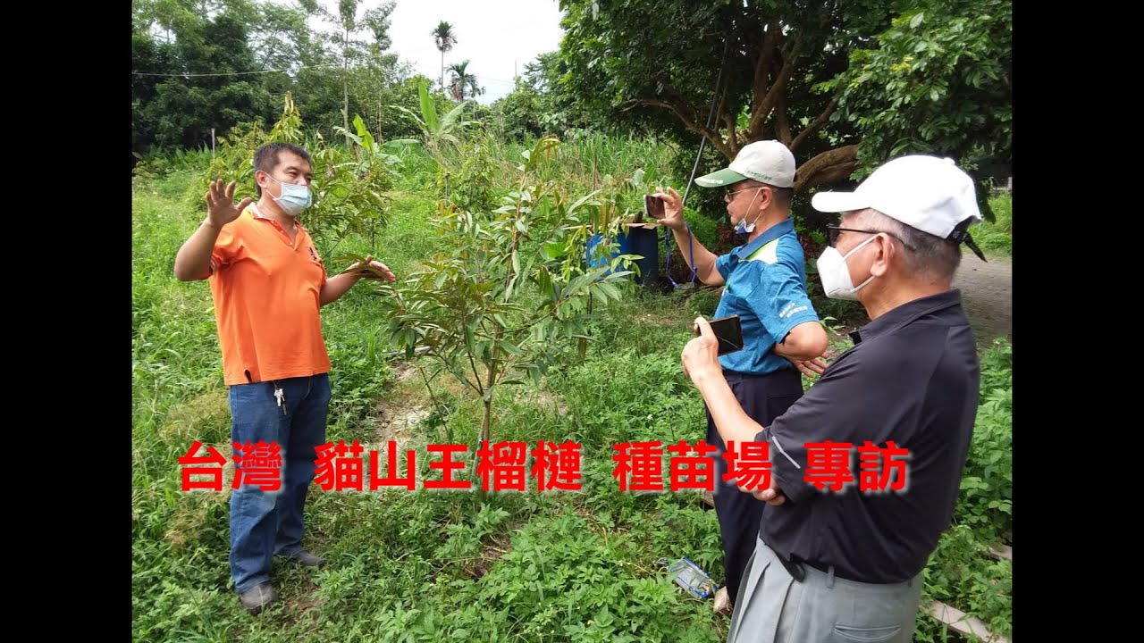 #台灣貓山王榴槤 #種苗場專訪