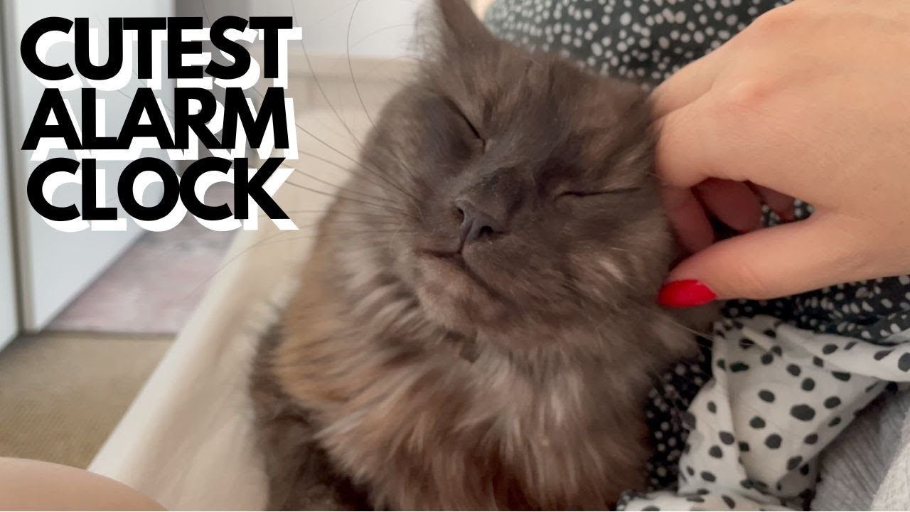 Cuddley Cat Wakes Me Up