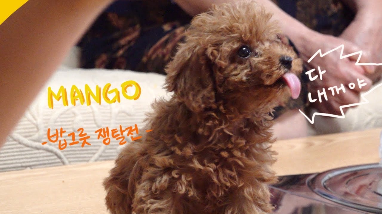 추석에 펼쳐진 밥그릇 쟁탈전! (2탄)  Baby poodle never gives up its food.