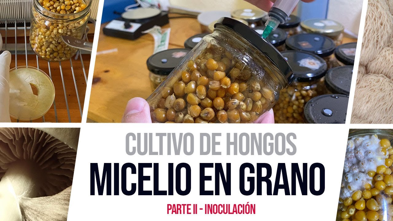 Cultivo de Hongos Cómo hacer MICELIO en grano ( Grain spawn ) Parte 2 - Inoculación