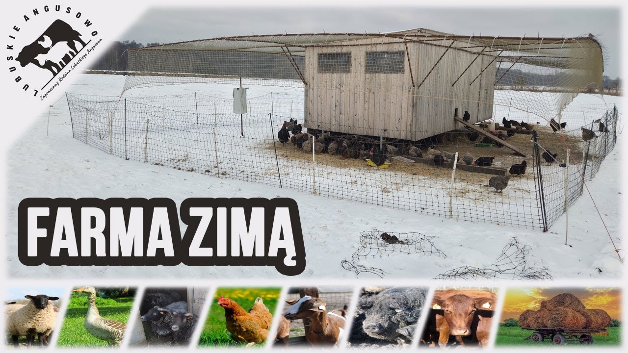 Lubuskie Angusowo - S8 E36 - Nasze zwierzęta zimą. Czy szkoły dobrze wypełniają swoją rolę?