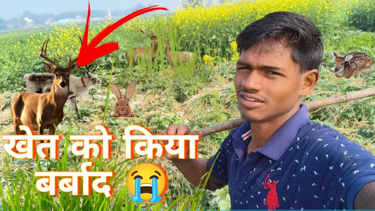 Mehant Se Uga Khet Aur Masum Mehaman 🦌💔 |मेहनत से उगा खेत और मासूम मेहमान 🦌💔 | दिल छूलेने वाली कहानी