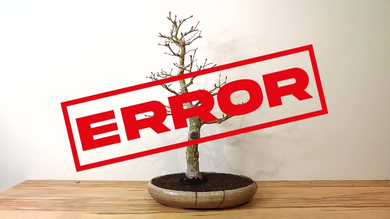Errores a evitar con el Nebari de un Bonsai Arce Palmatum.