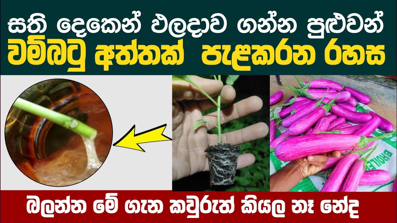 Plant rooting tricks in Sinhala | Vidunena - විදුනැණ