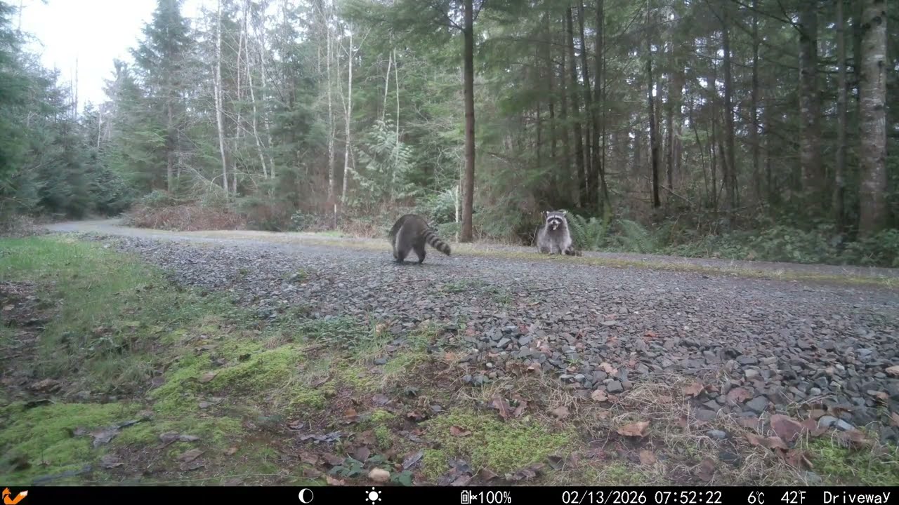 Feb 2026 Western Washington State (Marysville) Trail Cam Video: The Driveway