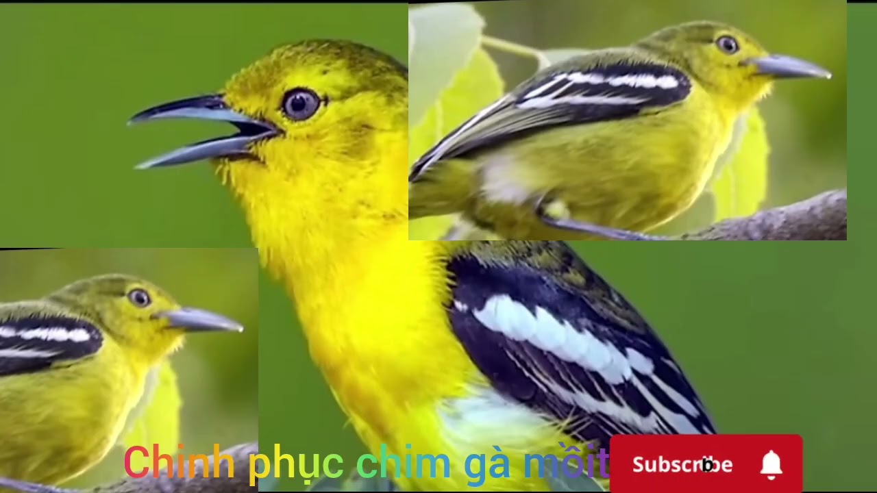 Tiếng chim huýt cô gọi đàn mở loa là đến mới nhất 2026 mp4