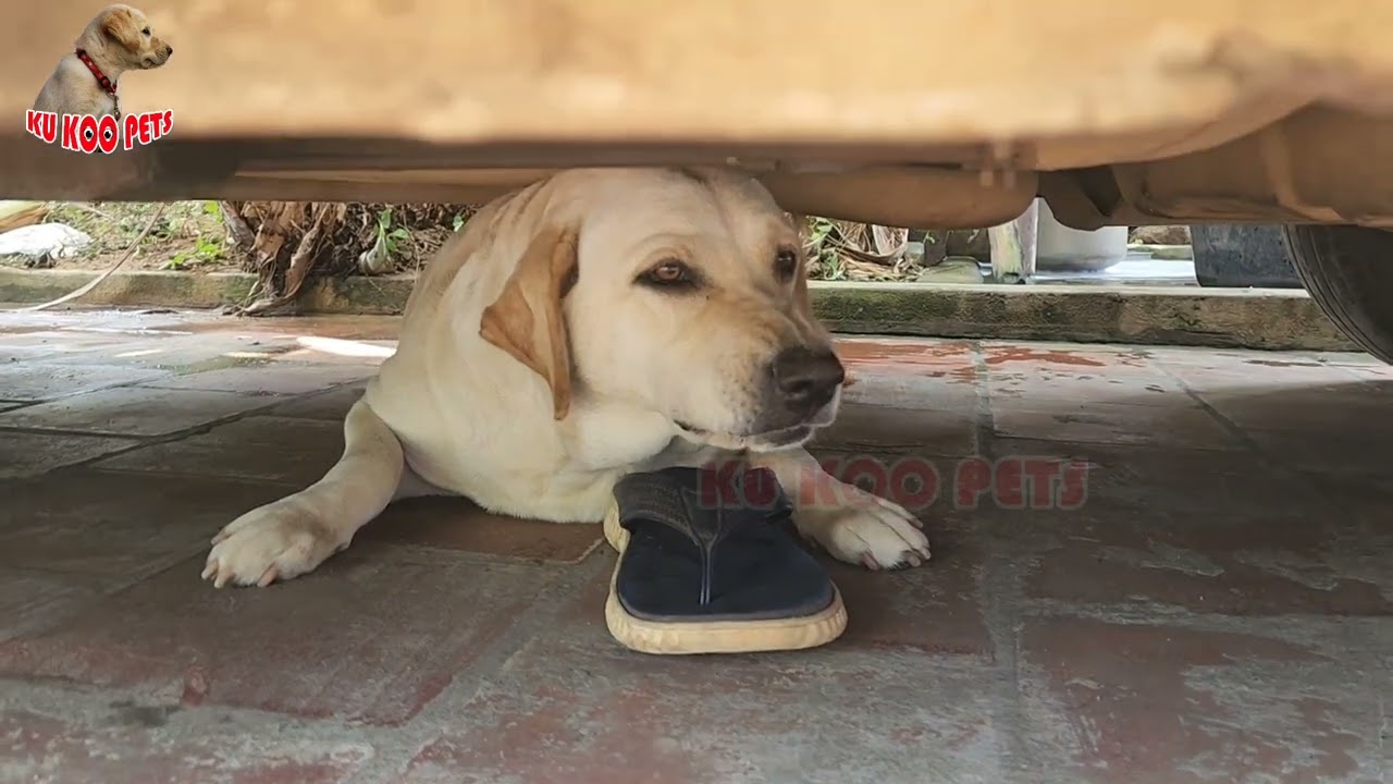 ஒரு இட்லி வாங்க என்னலாம் பன்ன வேண்டியிருக்கு #labrador #doglover #funnydog #pets