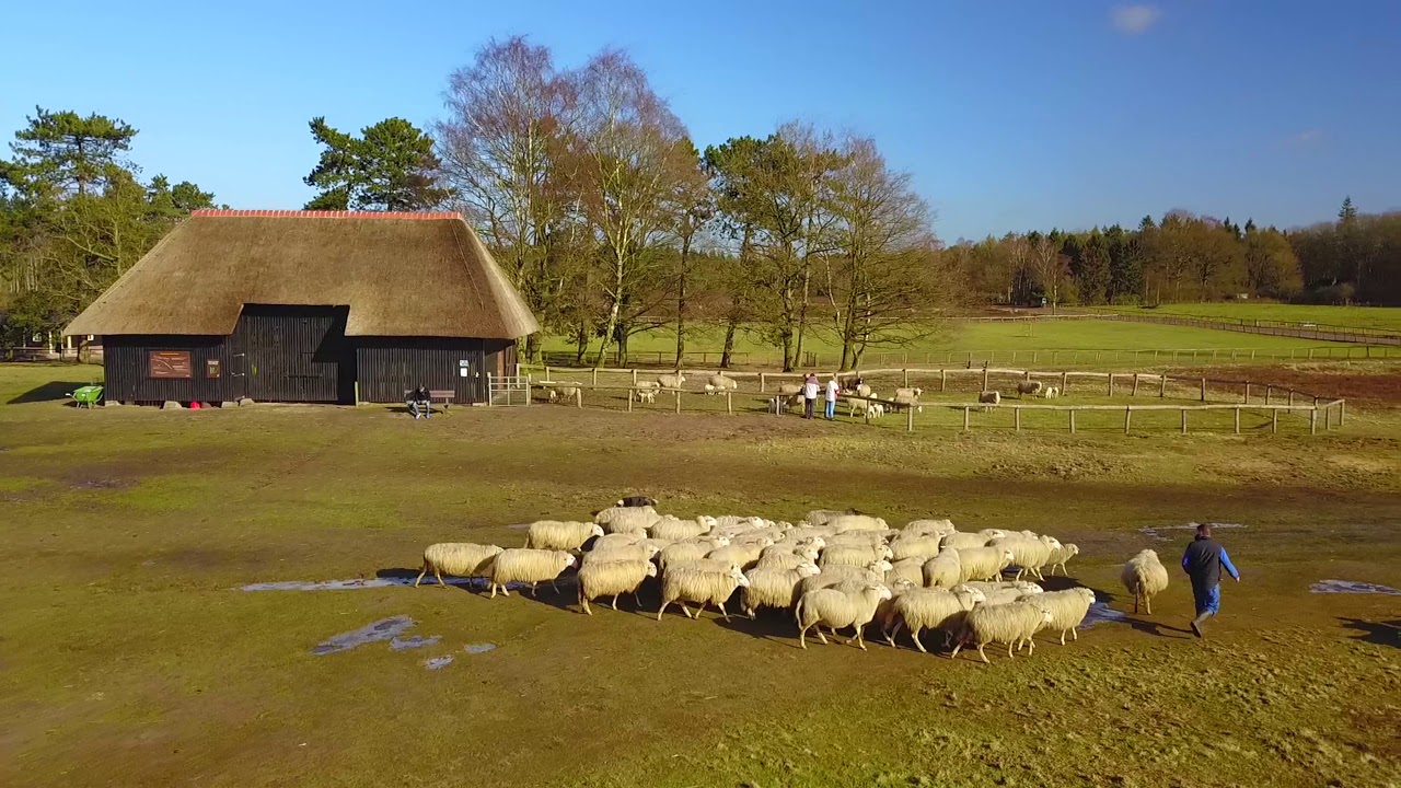 Schaapherder brengt schapen na de weide