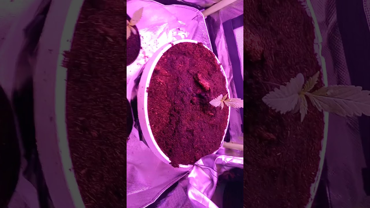 les 3 plans int&eacute;rieurs avec la plante m&egrave;re pour les boutures