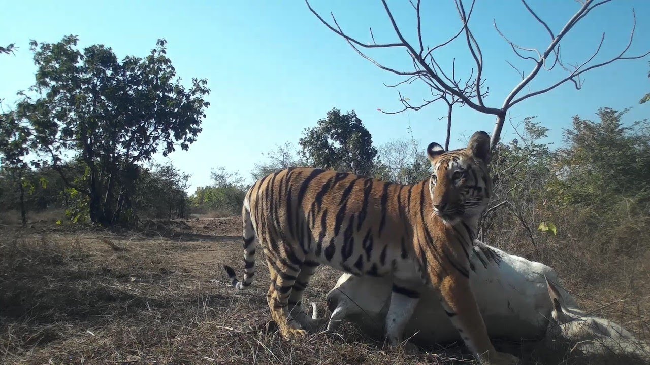 Urban Tiger_Volunteers of Bhopal