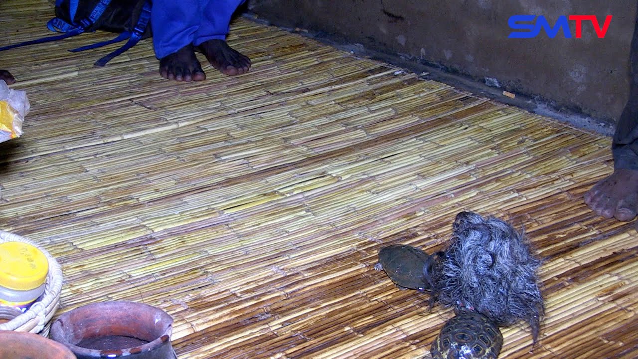 Ndakakanganisa Mhiko Dzemushonga Iyezvino Wasanduka Wavekamba Wakundishungurudza