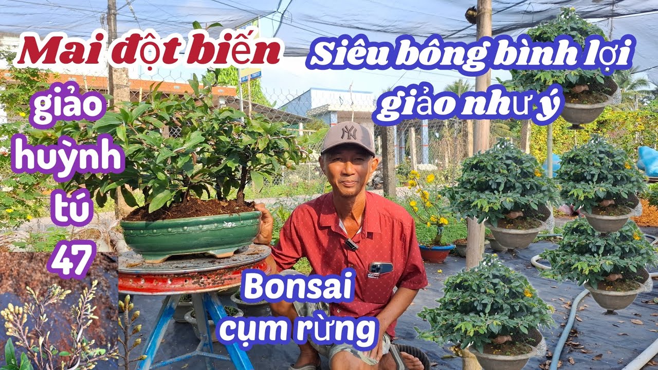 22/01/2026💥Mai vàng chơi tết 2026-siêu bông bình lợi, thọ hương đột biến siêu nụ ☎️0775739717