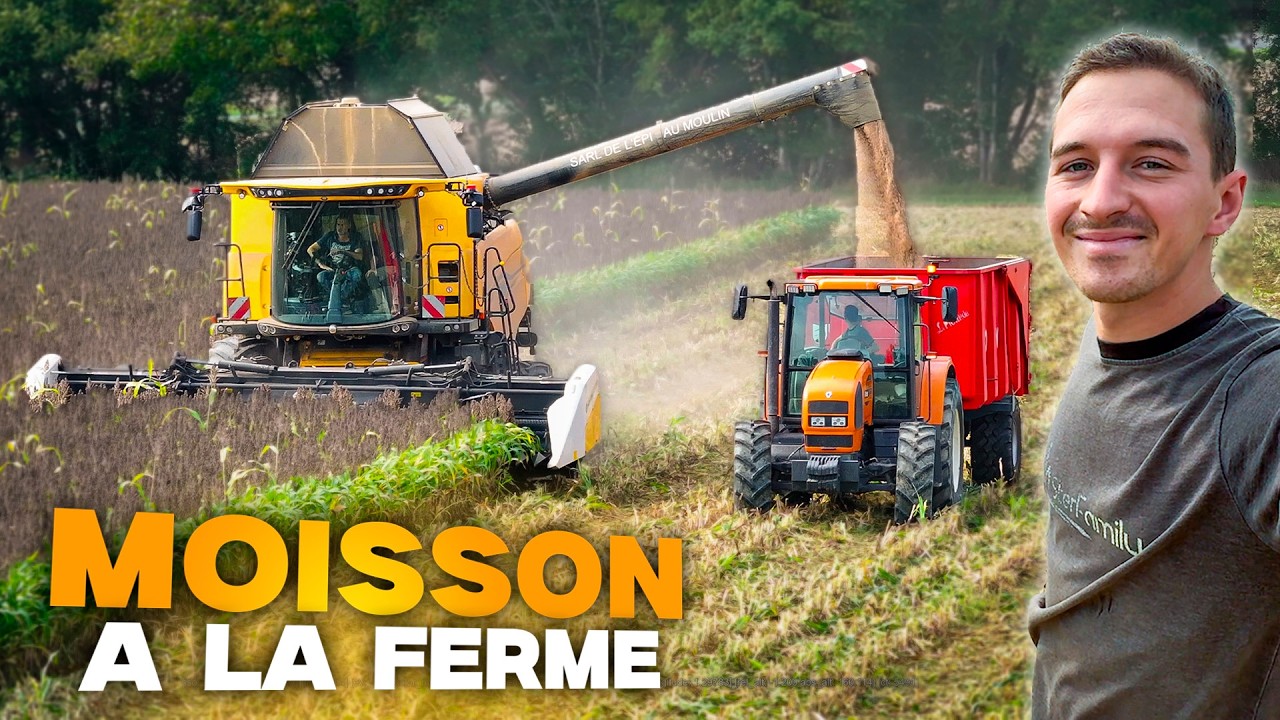 MOISSON DE SORGHO A LA FERME !