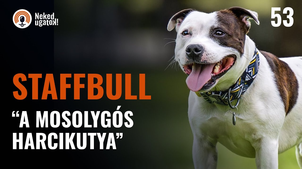 Erre számíts, ha STAFFORDSHIRE BULLTERRIER gazda leszel! | Fajtabemutató | #53