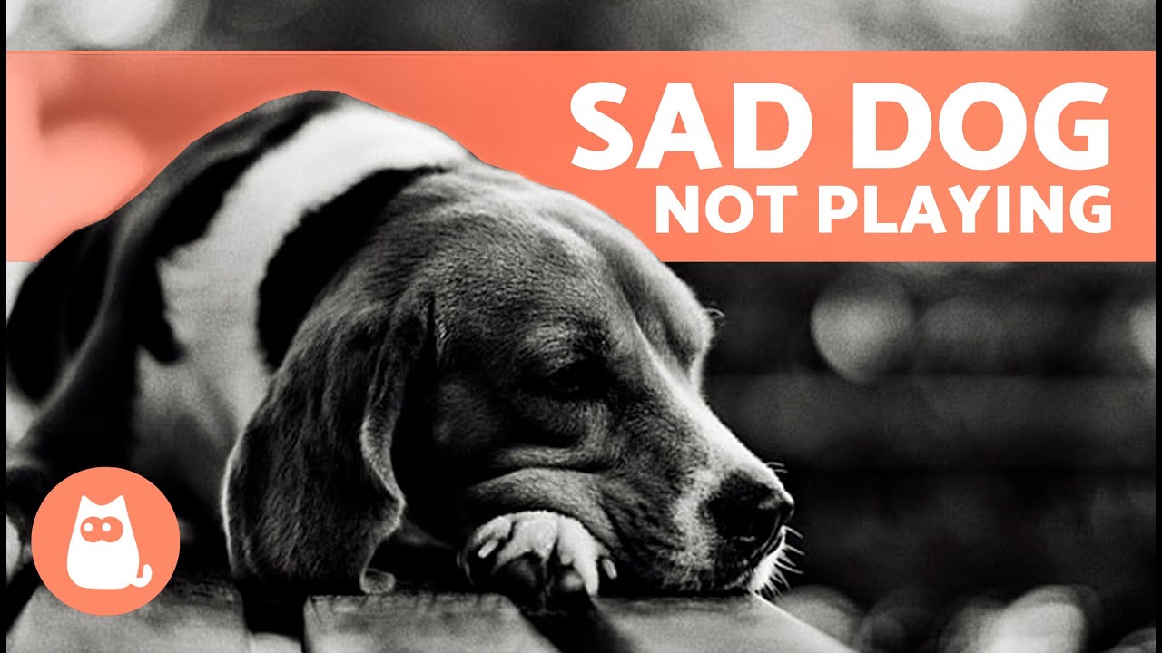 My DOG Doesn't Want to PLAY ANYMORE 🐶 (4 Common Causes)