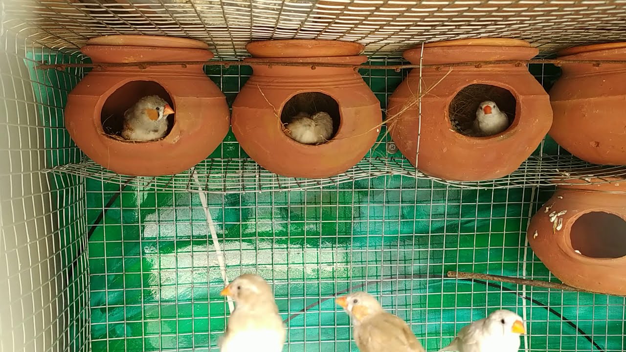 Zebra Finch Making Their Nest / breeding season