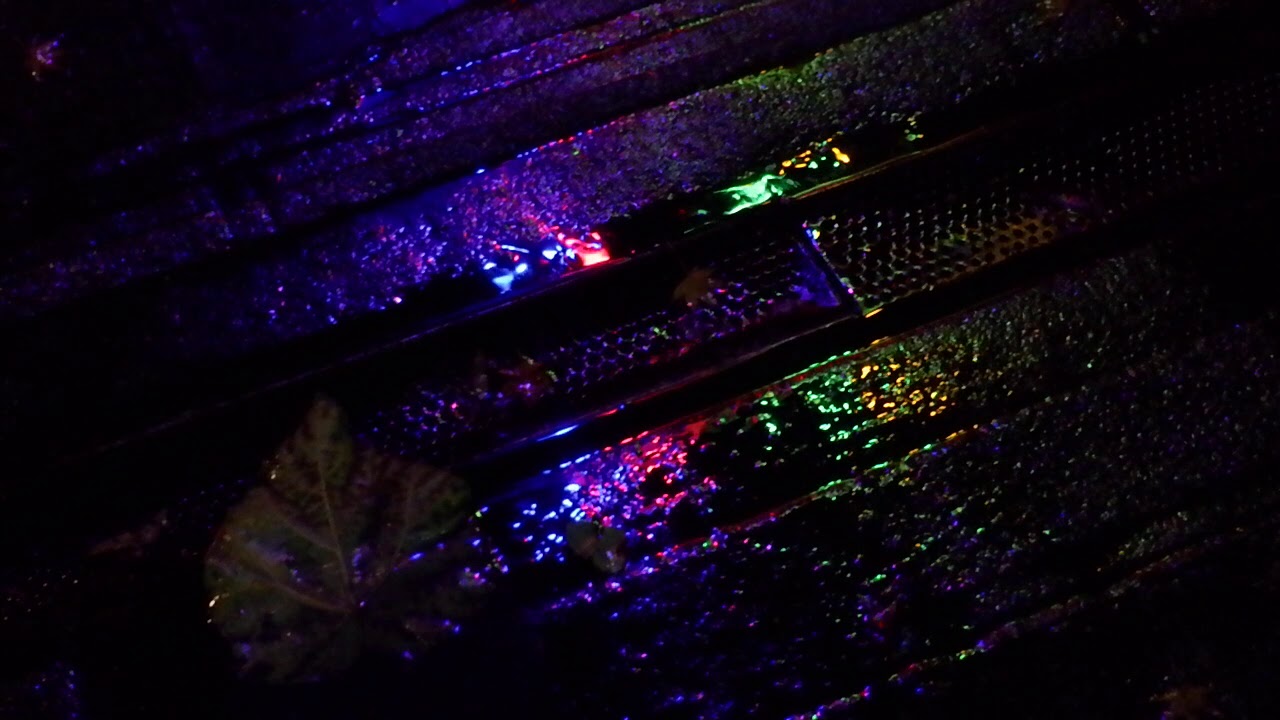neon rain walk by shannon kringen