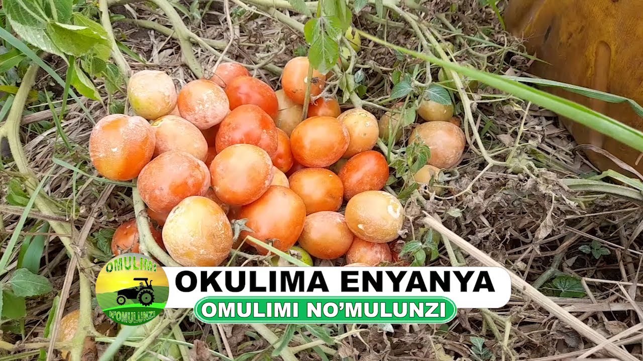 Okulima enyanya part one