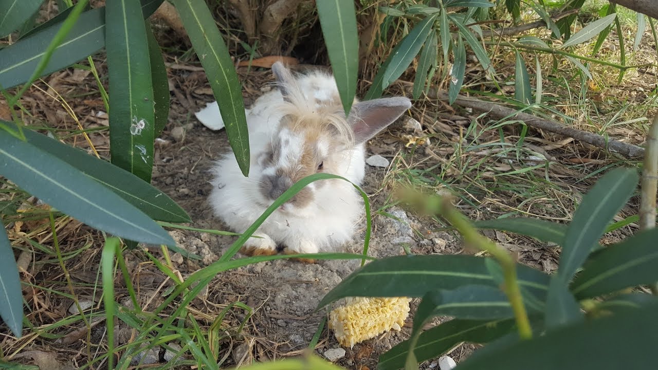 Oрнитологический парк. Сочи. Natural Ornithological Park Sochi.