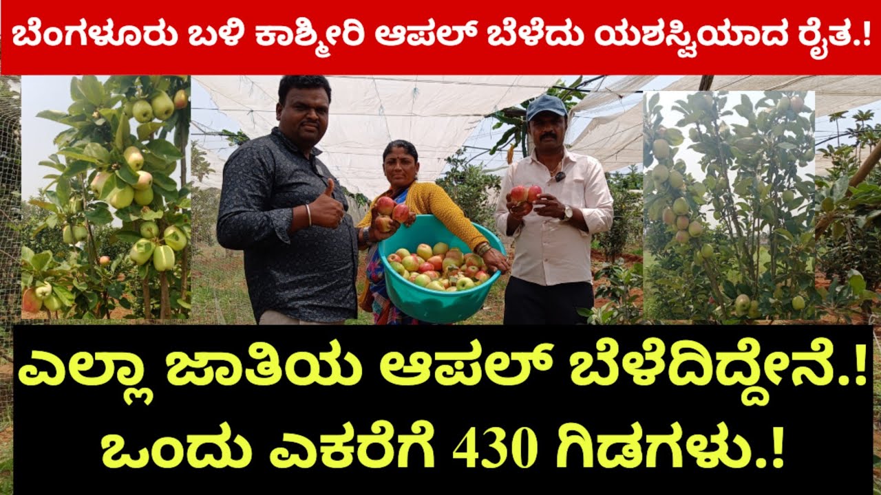 ಬೆಂಗಳೂರು ಬಳಿ ಕಾಶ್ಮೀರಿ ಆಪಲ್ ಬೆಳೆದು ಯಶಸ್ವಿಯಾದ ರೈತ.! 3 ಜಾತಿಯ ಆಪಲ್ ಬೆಳೆದಿದ್ದೇನೆ.! ಒಂದು ಎಕರೆಗೆ 430 ಗಿಡಗಳು