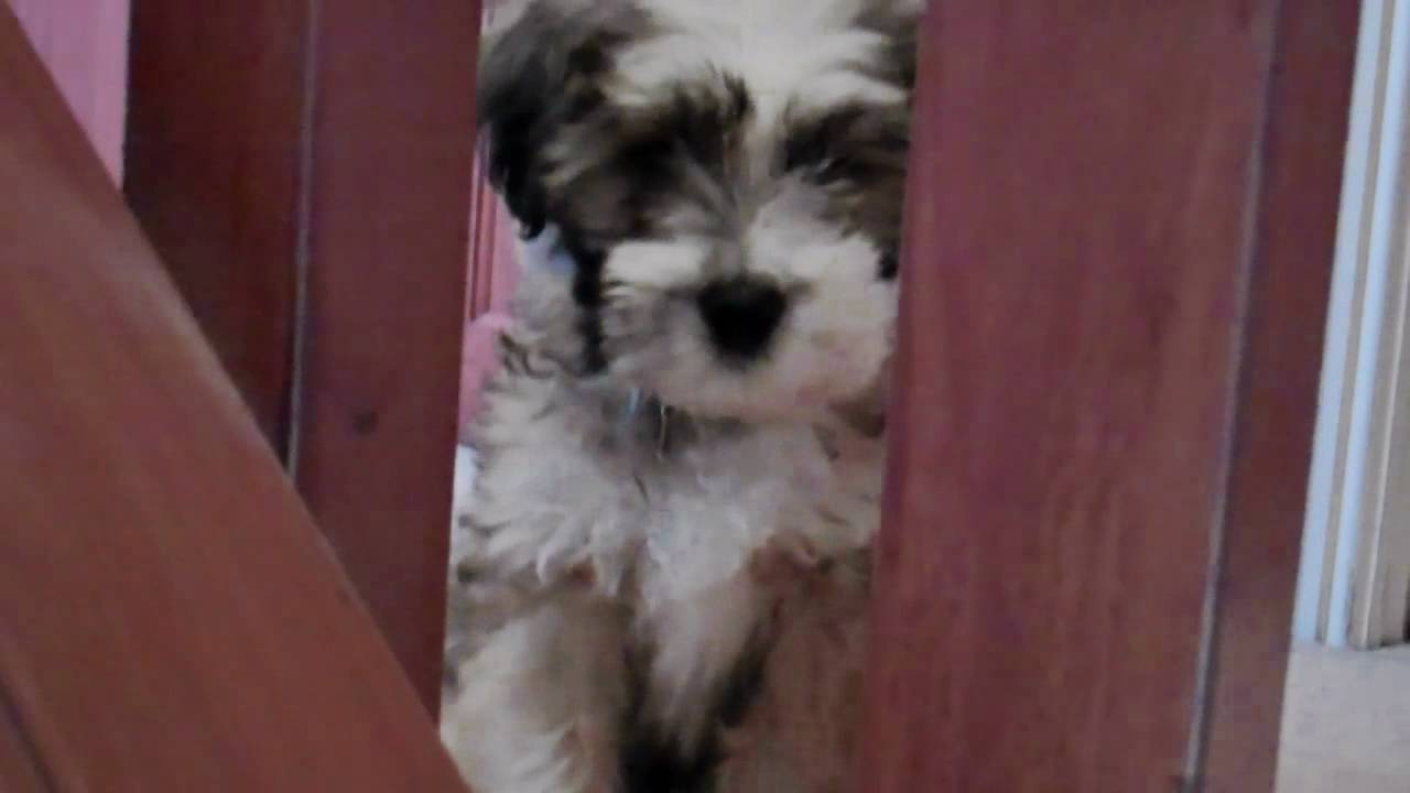 My Tibetan Terrier Puppy - 10 weeks old - 16weeks old