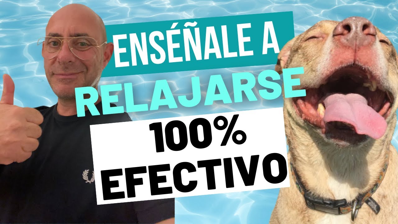 C&oacute;mo CALMAR PERRO Agresivo, Nervioso o Reactivo (Protocolo de relajaci&oacute;n)