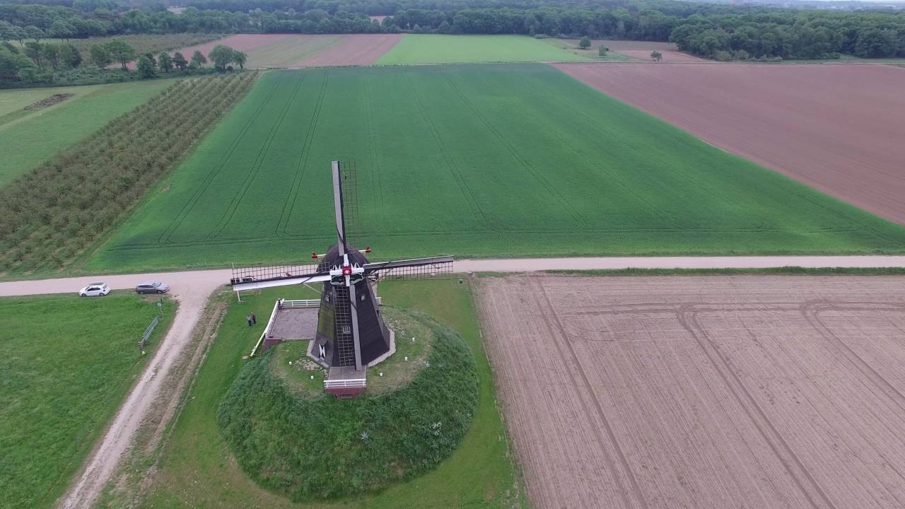 De grauwe beer in Beesel
