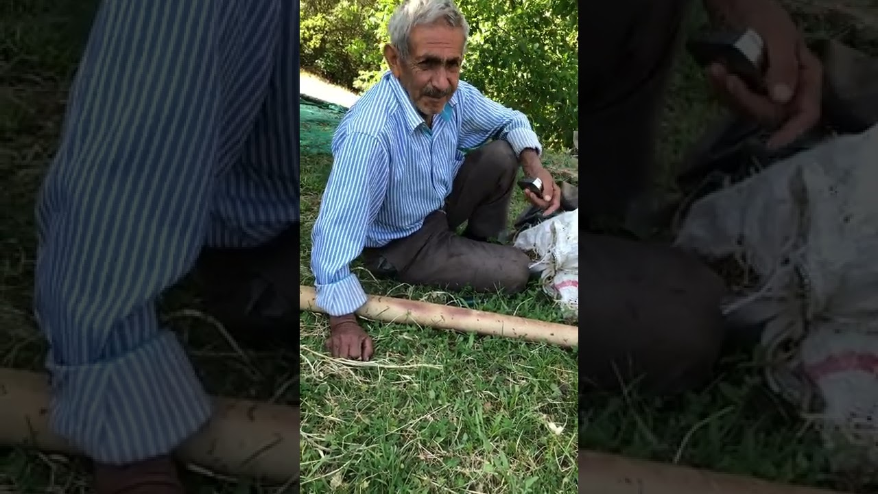 Pütürgeli ramo dayı