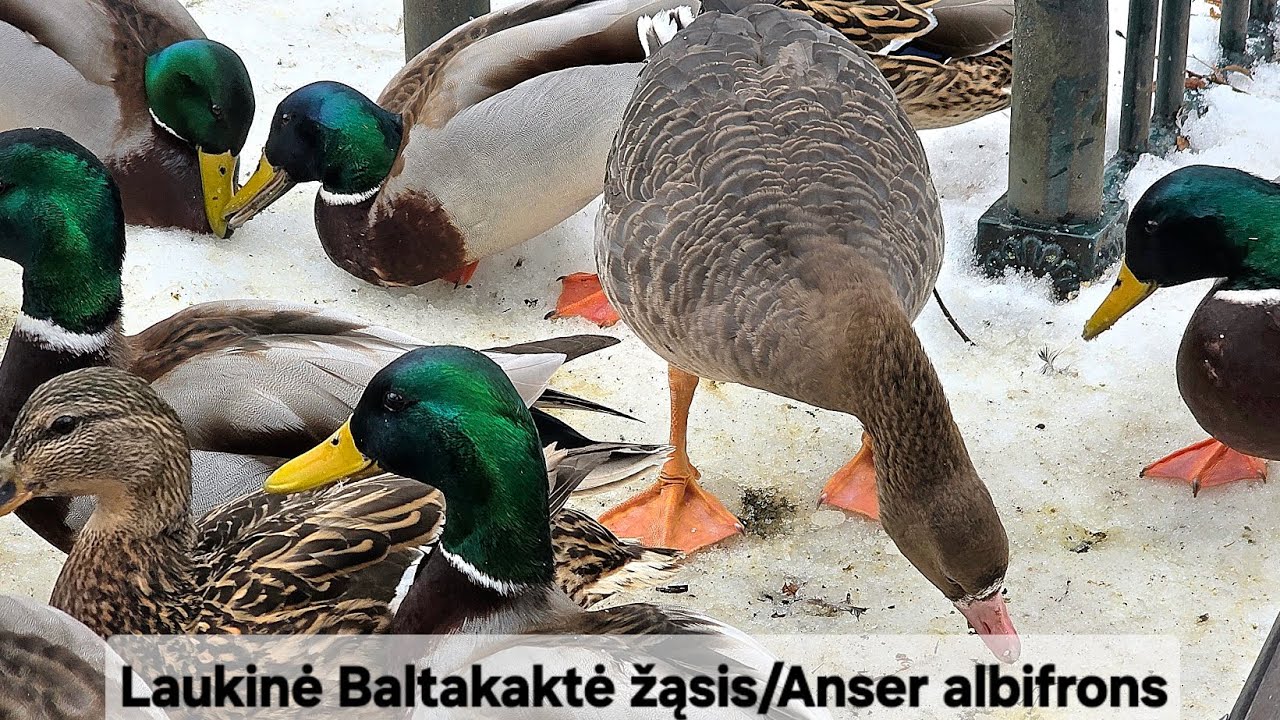 Laukinė Baltakaktė žąsis tarp alkanų Didžiųjų ančių