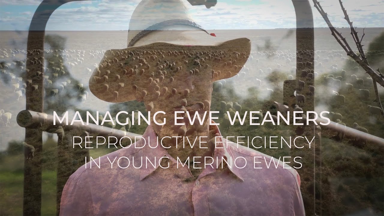 Managing Ewe Weaners in the Western region