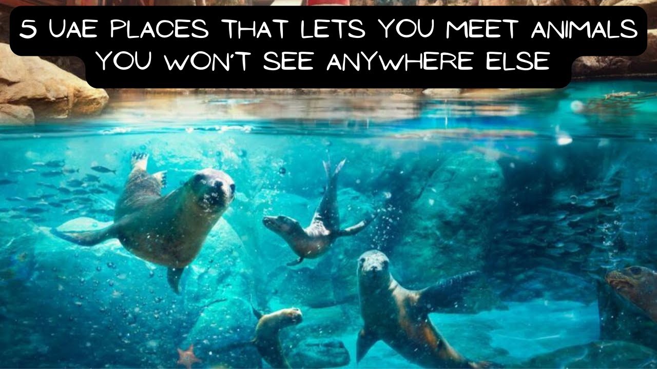 5 UAE places that lets you meet animals you won’t see anywhere else | Breaking News |