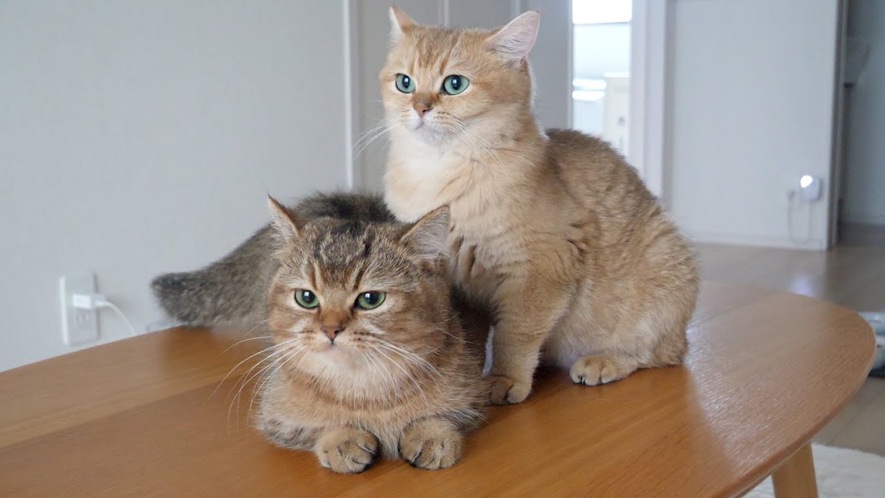 Charo, the cat, tends to stalk her grandmother cat, Mimi!