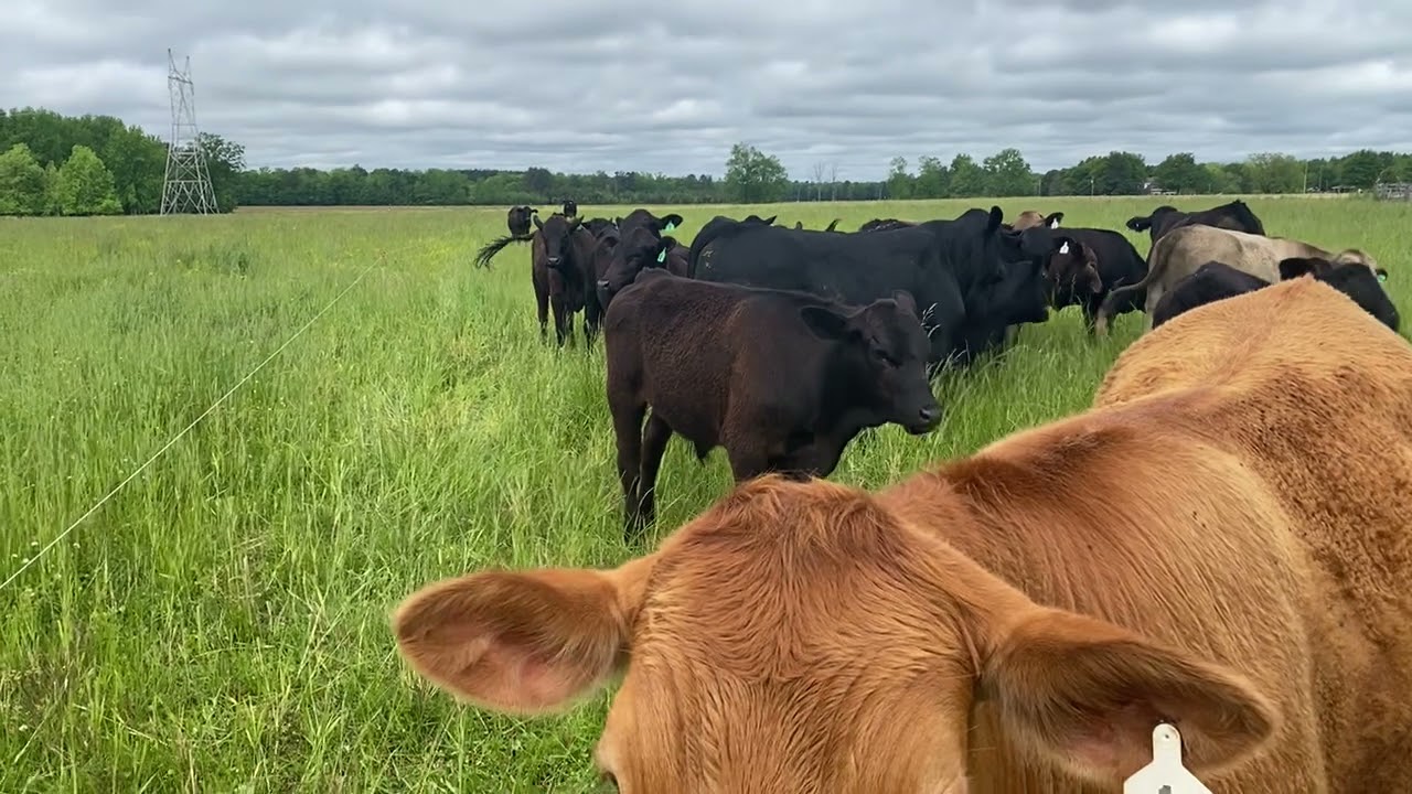 How We Rotationally Graze Our Cattle April 24, 2021