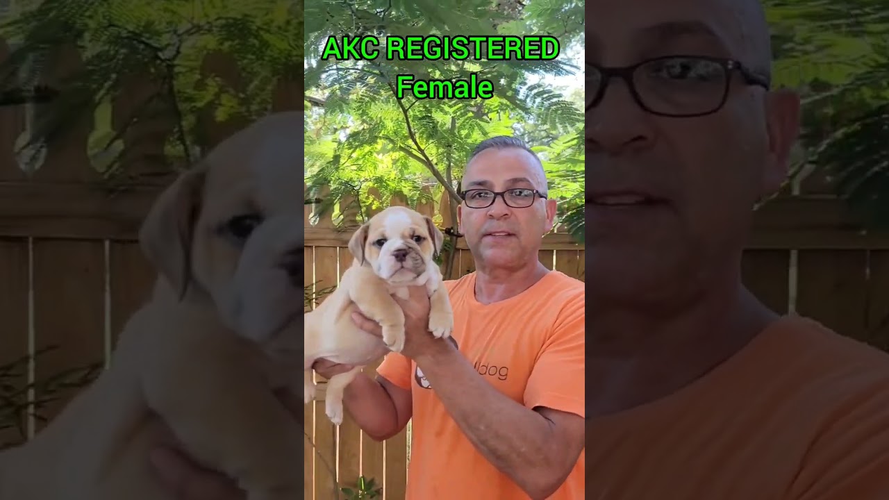 AKC REGISTERED Female English Bulldog Puppy PH 903.440.0553