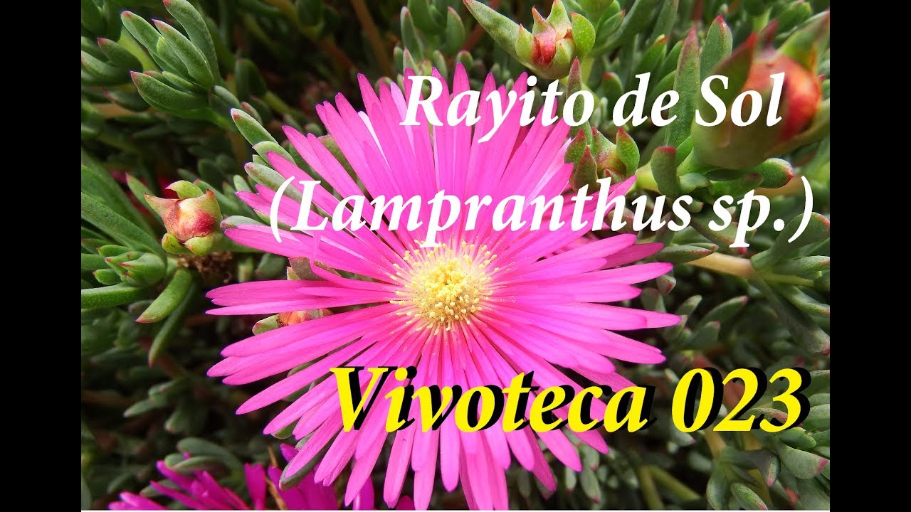 Vivoteca 23 Rayito de Sol Lampranthus sp