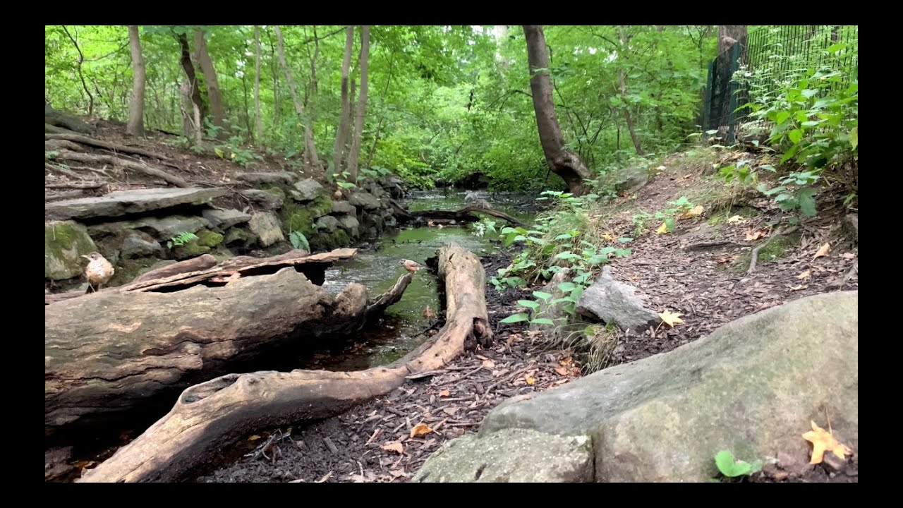 #8 The Ramble - Central Park - New York City  - Relaxing by the Water (4K VIDEO UHD)