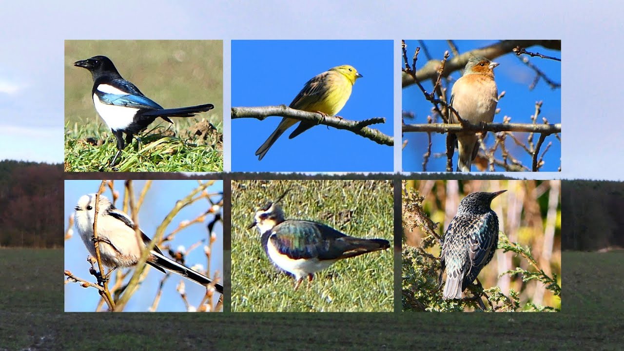 Vogelbeobachtungen Anfang März 26